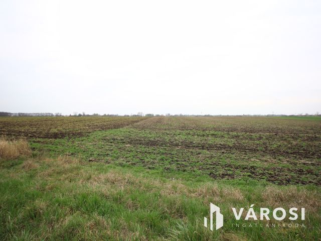 Domaszék határában termelhet