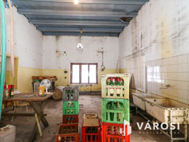 Eladó borászati ingatlan Csongrád közelében