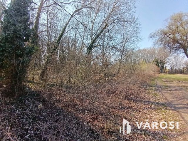 Dömsödön belterületi telek eladó!